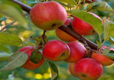 По скъпи плодове тази година очакват производителите и експертите в