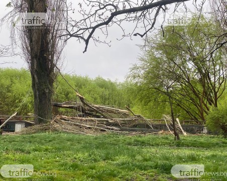 Над 40 сигнала за произшествия заради бурята в Пловдив, екипи на Община и пожарна на крак