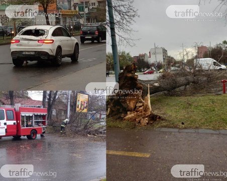 Огромно дърво се стовари върху джип в движение на булевард в Кючука