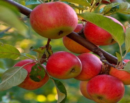 Земеделци: Очаква се 300% по-скъпи череши и ябълки