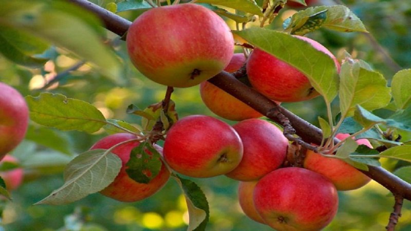 Земеделци: Очаква се 300% по-скъпи череши и ябълки