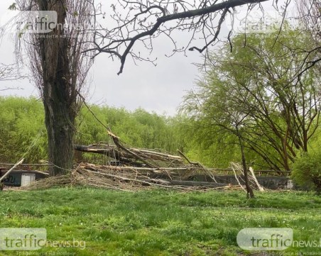 Оперират пловдивчанинът, пострадал от удар от дърво в Кършияка