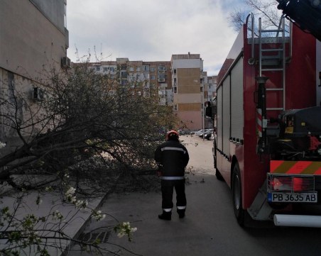 От началото на бурята: Над 90 сигнала за паднали дървета и клони в Пловдив