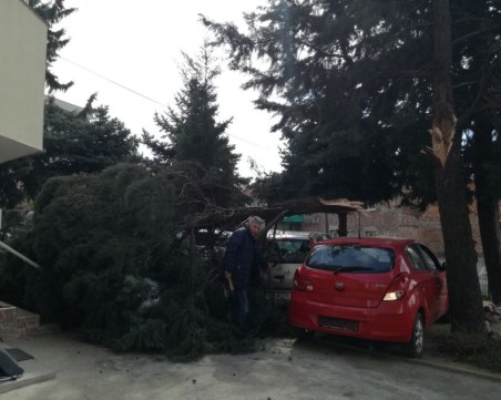 Силният вятър в Пазарджик счупи витрина на магазин, дърво падна и върху коли
