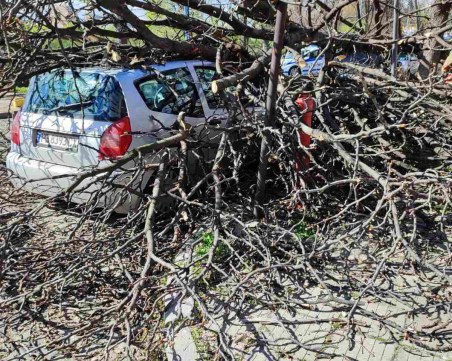 Заради урагана в Пловдив: 44 са коли са премазани от дървета