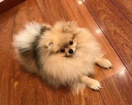 Женски померан изчезна край Карлово! Собствениците предлагат възнаграждение