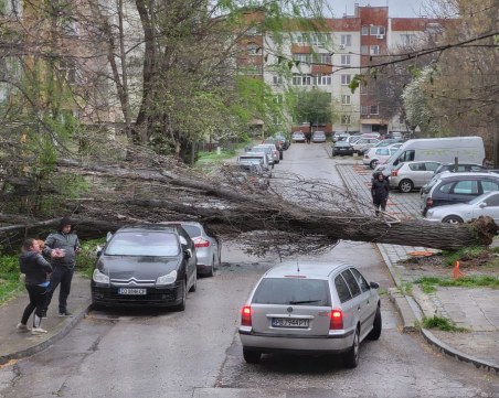 Зико: Очакваме нови пориви на вятъра с над 100 км/ч, вадим още екипи да разчистват