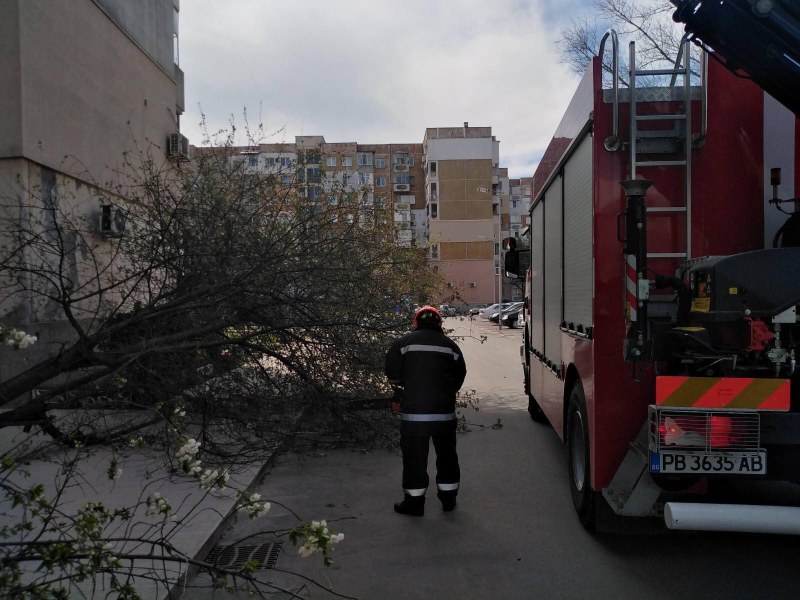 От началото на бурята: Над 90 сигнала за паднали дървета и клони в Пловдив
