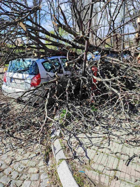 Заради урагана в Пловдив: 44 са коли са премазани от дървета