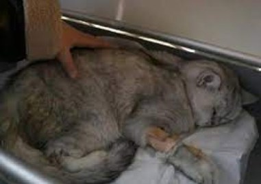 Двегодишна котка на име Хан беше намерена под развалините на