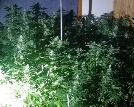 Пловдивски криминалисти спипаха престъпна група, занимавала се с разпространение на наркотици