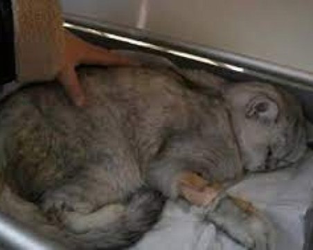 Жива котка извадиха 49 дни след земетресението в Турция