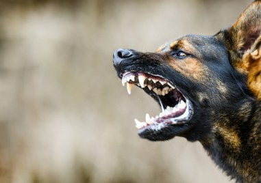 Глутница кучета уби жена в Долна Оряховица 10 животни нападнали 41 годишната жертва