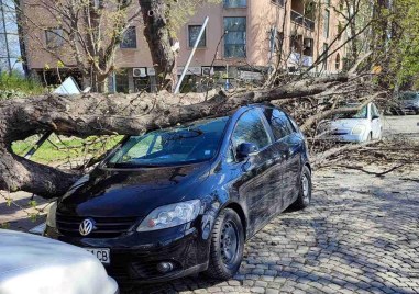Какво се случва ако дърво се стовари върху автомобила ни