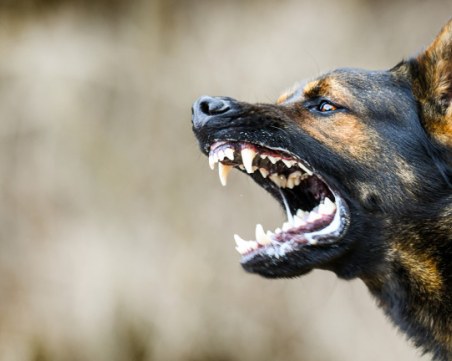 Глутница кучета уби 41-годишна жена в Долна Оряховица