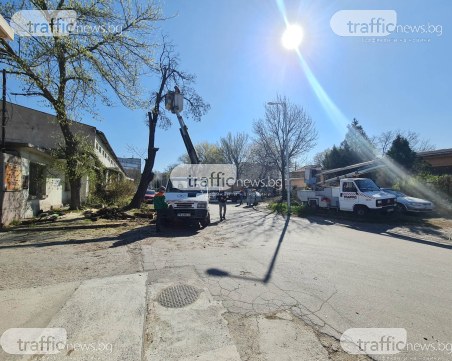 След инцидента с паднали клони: Режат дърветата, довели до инцидента