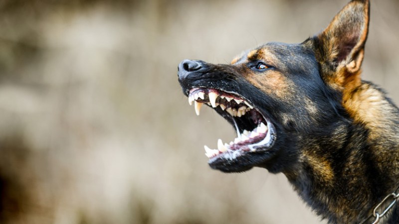 Глутница кучета уби 41-годишна жена в Долна Оряховица