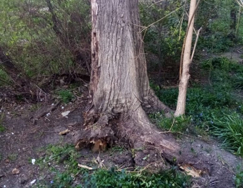 След разразилата се буря преди дни в Пловдив, когато изкоренени и