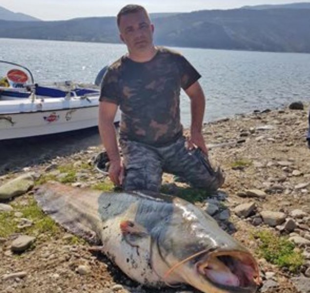Рибар улови гигантски сом след тричасова борба