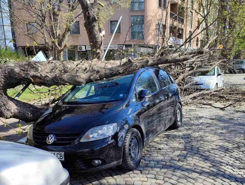 След бурята в Пловдив: Ще получим ли обезщетение, ако дърво се стовари върху автомобила ни?