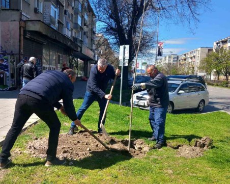 Засадиха нови дървета в зелените площи по бул. „България