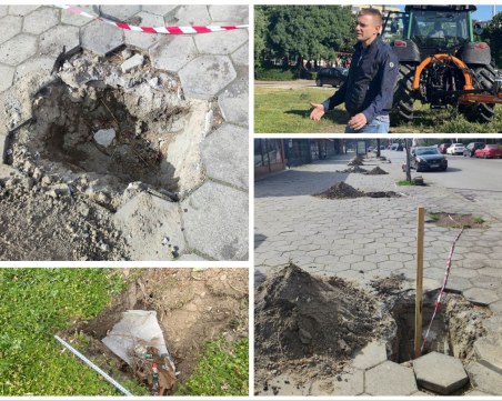 Засаждат нови дървета в Пловдив – чудесно, но в нарушение! Това ли е начинът?