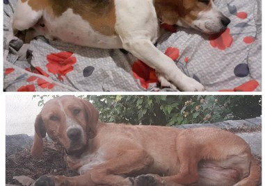 Собственикът на две кучета на име Лиска и Бари ги