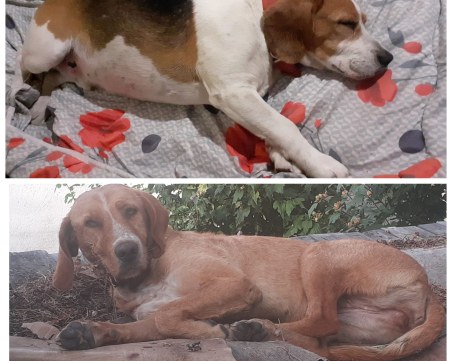 Кучетата Лиска и Бари изчезнаха в Марково, виждали ли сте ги