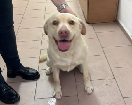 Откриха женски лабрадор в Кършияка, търсят собствениците му