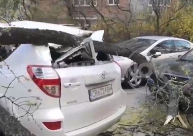 Две дървета паднаха върху автомобил в  в четвъртък В колата били