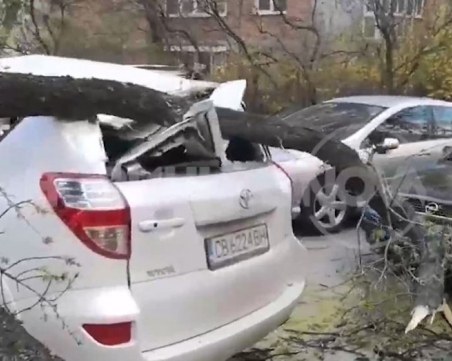 Дърво падна върху кола в София, вътре е имало дете