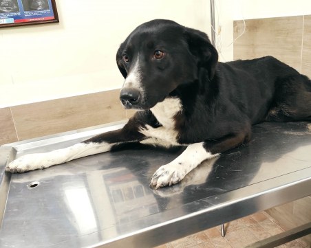 Помогнете да бъде спасена Спасена