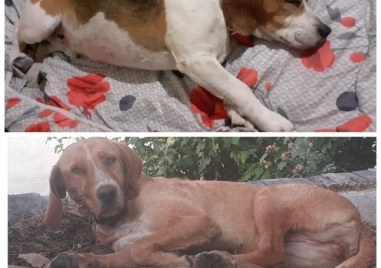 Почти седмица след като изчезнаха кучетата Лиска и Бари в