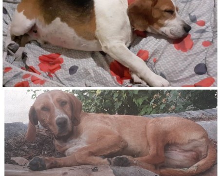 Откриха изчезналите кучетата Лиска и Бари