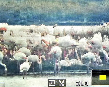 За първи път в историята на България: розово фламинго гнезди