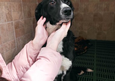 Операцията на кучето Спасена което бе открито блъснато от кола