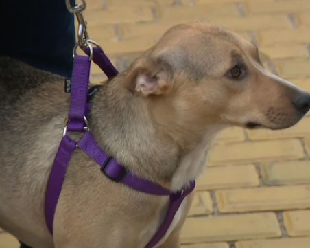 Кучето Фернанда отново посрещна депутатите пред Народното събрание