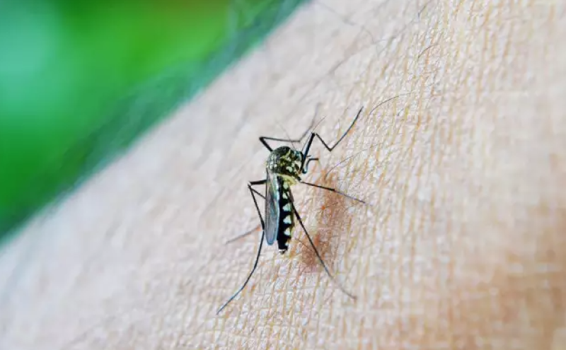 Смъртоносната треска денга настъпва и в Европа
