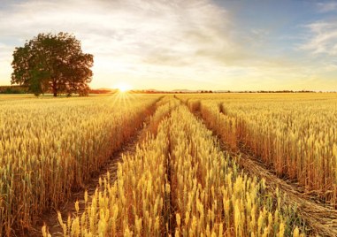 Словакия ще спре временно вноса на зърно и други избрани