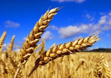 България решава спира ли вноса на зърно от Украйна През