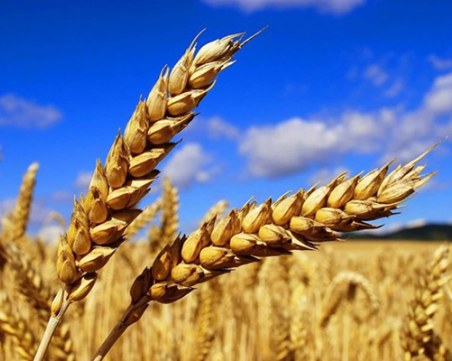 България решава спира ли вноса на зърно от Украйна