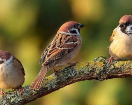 Броим врабчетата у нас за поредна година