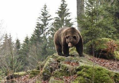 Разрешен е отстрелът на мечка  извършила поредица от нападения върху селскостопански животни