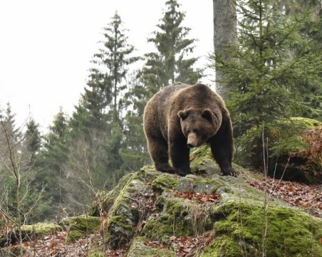 Разрешиха отстрела на мечка в Родопите заради поредица нападения