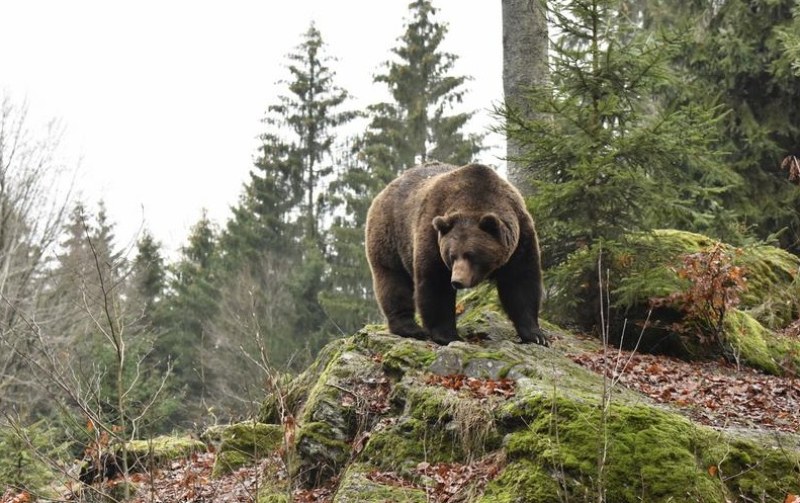 Разрешен е отстрелът на мечка, извършила поредица от нападения върху селскостопански животни