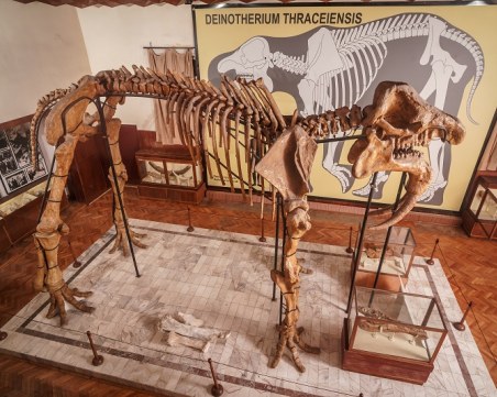 Палеонтологичния музей в Асеновград кани доброволци за Деня на Земята