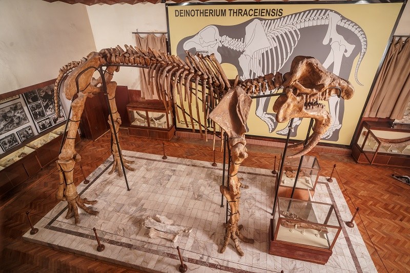 Палеонтологичният музей Димитър Ковачев, филиал на Националния природонаучен музей при