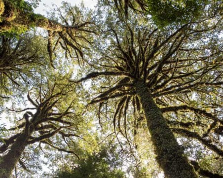 Откриха кипарис на 5000 години