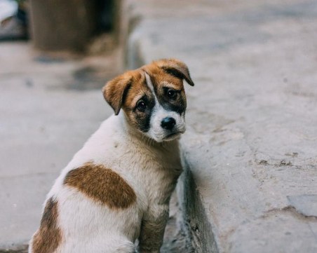 Отново отровени и убити кучета в Благоевград