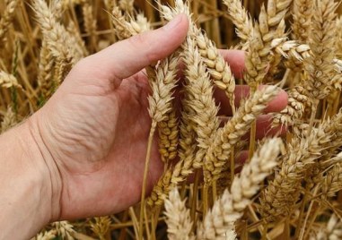Забраната за внос на украинско зърно е в ущърб основно